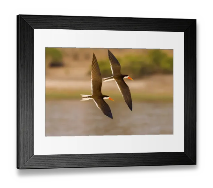 Framed Print : african skimmer, animal themes, bird, botswana, chobe river, clear sky, color image Framed Print : african skimmer, animal themes, bird, botswana, chobe river, clear sky, color image