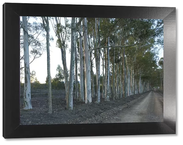 beauty in nature, blue gum, color image, colour image, countryside, day, diminishing perspective