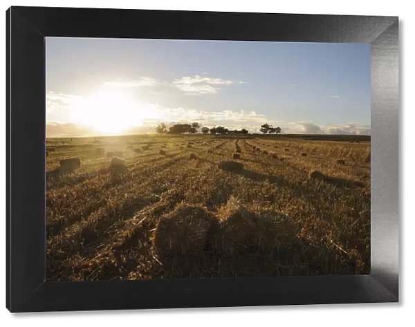 cloud, color image, colour image, corn, dusk, field, hay, horizontal, landscape, malmsbury