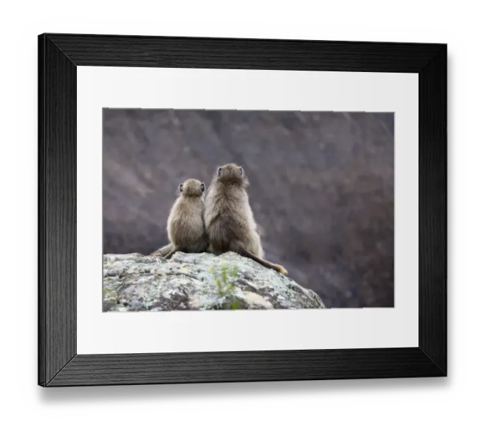 Framed Print : animal themes, baboon, color image, colour image, day, daytime, drakensberg amphitheatre Framed Print : animal themes, baboon, color image, colour image, day, daytime, drakensberg amphitheatre