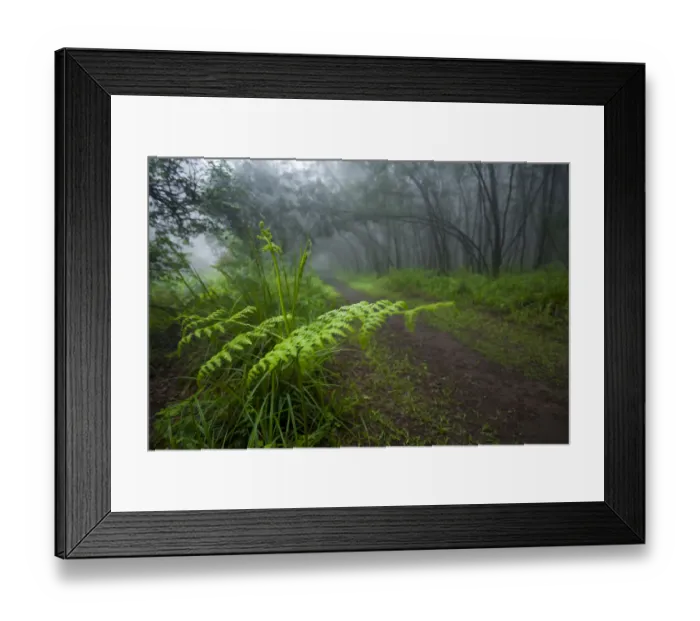 Framed Print : color image, day, fern, forest, horizontal, ixopo, kwa zulu natal, landscape, mist Framed Print : color image, day, fern, forest, horizontal, ixopo, kwa zulu natal, landscape, mist