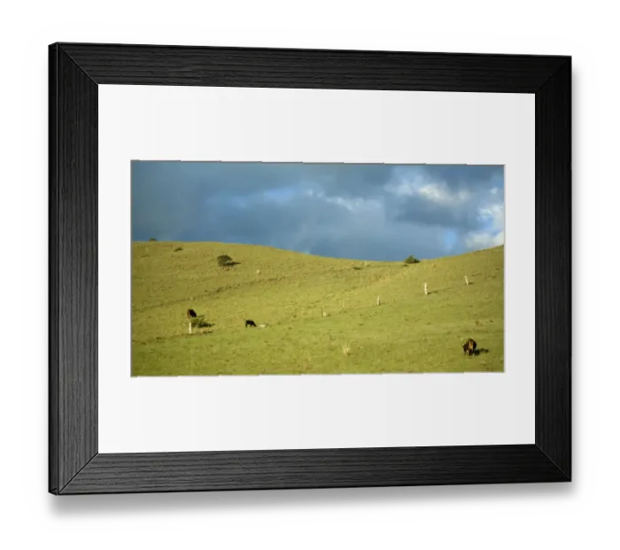 Framed Print : agriculture, cloud, color image, cow, day, full length, grass, grazing, herd, horizontal Framed Print : agriculture, cloud, color image, cow, day, full length, grass, grazing, herd, horizontal
