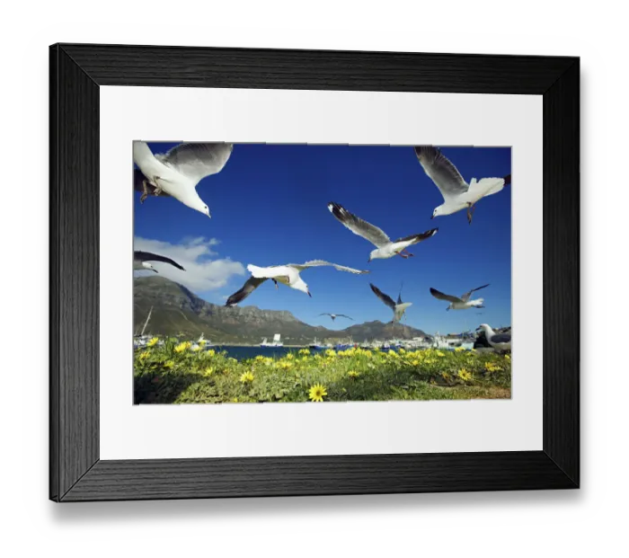 Framed Print : bird, color image, colour image, day, daytime, flock, flower, full length, hartlaubs gull