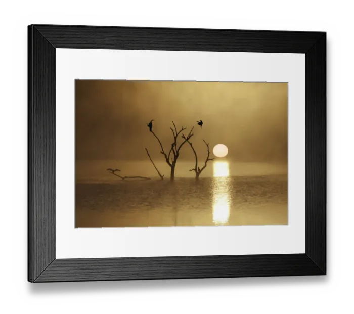 Framed Print : bird, color image, colour image, cormorant, flying, horizontal, landscape, mankwe dam