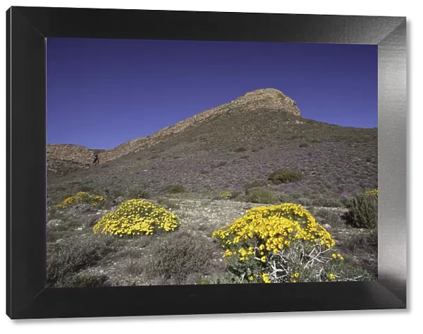 clear sky, color image, colour image, day, extreme terrain, flower, hex river pass