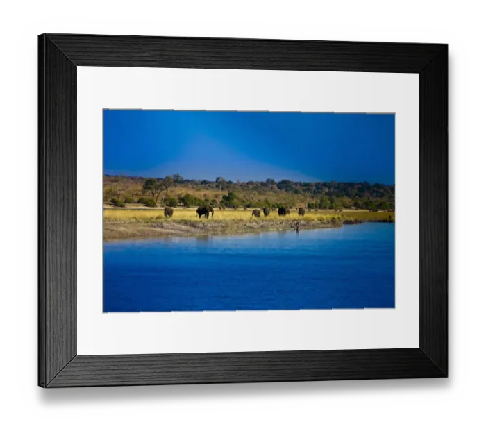 Framed Print : botswana, chobe, chobe national park, clear sky, color image, colour image, elephant Framed Print : botswana, chobe, chobe national park, clear sky, color image, colour image, elephant