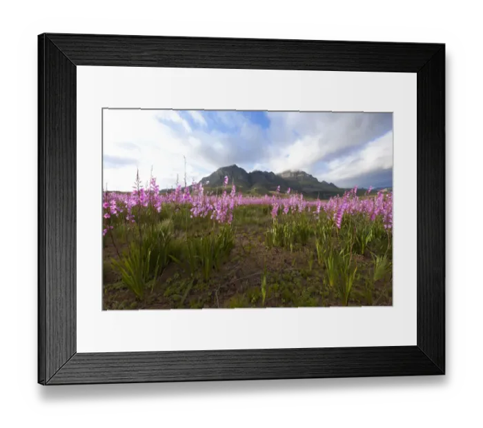 Framed Print : beauty in nature, bloom, bugle lily, cape province, cloud, color image, colour image Framed Print : beauty in nature, bloom, bugle lily, cape province, cloud, color image, colour image