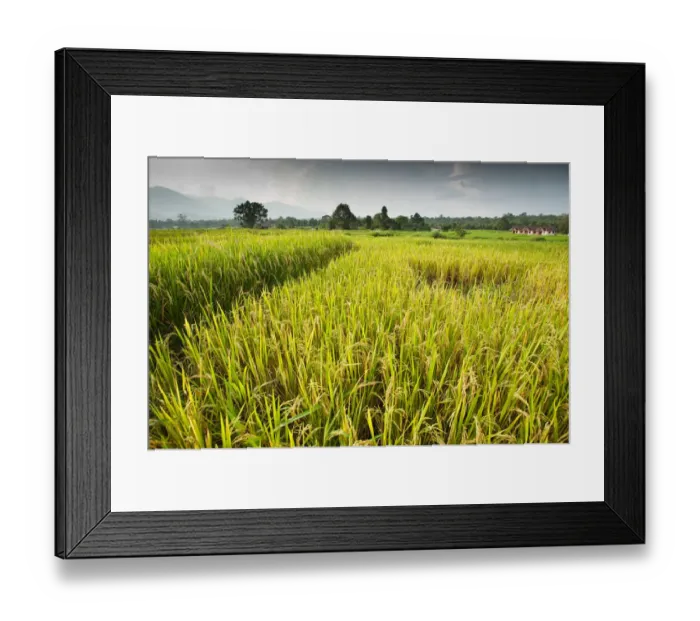 Framed Print : agriculture, color image, crop, day, farm, field, growth, horizontal, landscape, no people Framed Print : agriculture, color image, crop, day, farm, field, growth, horizontal, landscape, no people