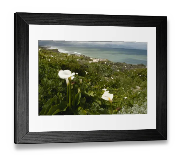 Framed Print : arum lily, beauty in nature, coastline, color image, day, false bay, horizontal, landscape Framed Print : arum lily, beauty in nature, coastline, color image, day, false bay, horizontal, landscape