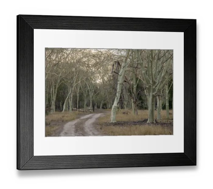 Framed Print : color image, day, dirt, dirt road, forest, gorongosa national park, horizontal, landscape Framed Print : color image, day, dirt, dirt road, forest, gorongosa national park, horizontal, landscape