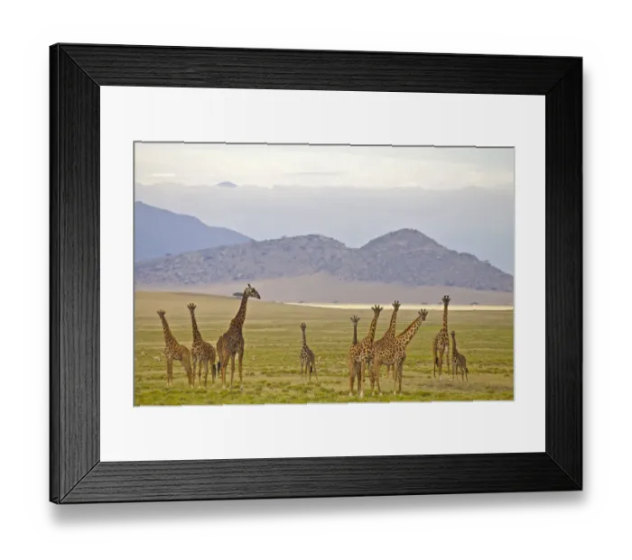 Framed Print : beauty, clouds, color image, colour image, curious, day, giraffa camelopardalis, giraffe