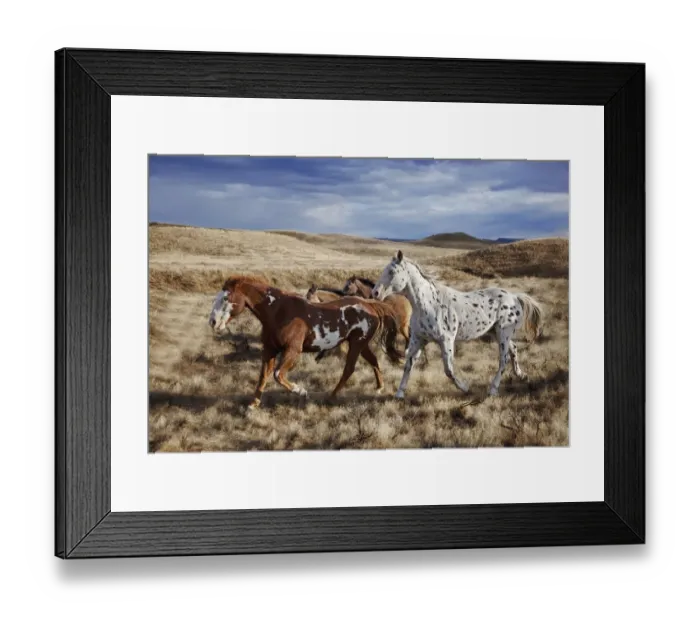 Framed Print : Running horses on Hideout Ranch in Shell, Wyoming, USA Framed Print : Running horses on Hideout Ranch in Shell, Wyoming, USA