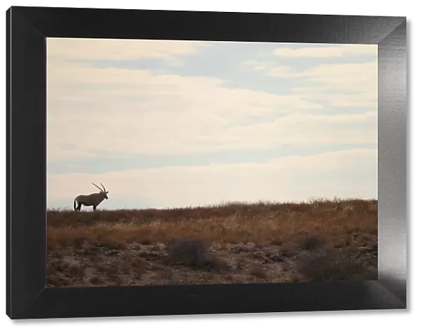 animal in the wild, antelope, arid, clouds, colour image, day, distant, full length