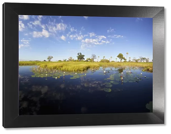 africa, aquatic plant, beauty in nature, blue sky, botswana, cloud, color image, colour image