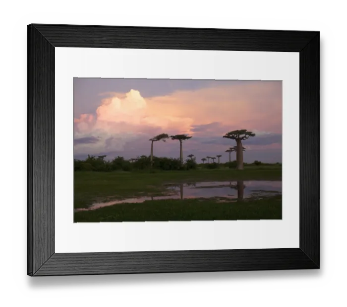 Framed Print : adansonia grandidieris, ancient, attraction, avenue, avenue of the baobabs, baobab Framed Print : adansonia grandidieris, ancient, attraction, avenue, avenue of the baobabs, baobab
