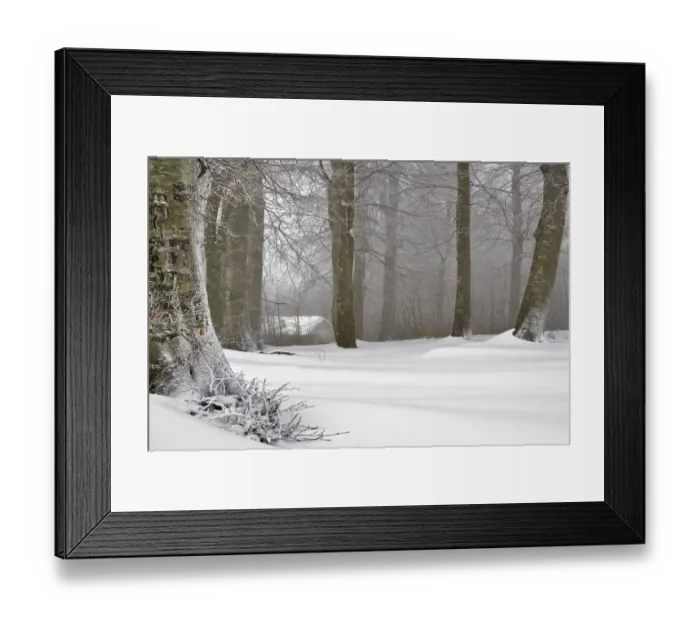Framed Print : Snow in forest, Kartepe, Kocaeli Province, Turkey Framed Print : Snow in forest, Kartepe, Kocaeli Province, Turkey