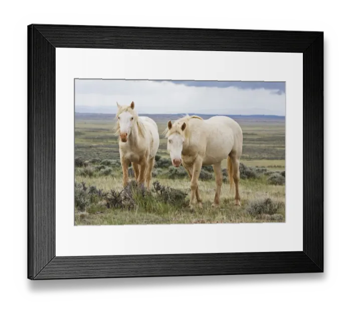 Framed Print : Wild horses Equus caballus roaming on sagebrush Artemisia tridentata priaire of Cody, Wyoming, USA Framed Print : Wild horses Equus caballus roaming on sagebrush Artemisia tridentata priaire of Cody, Wyoming, USA