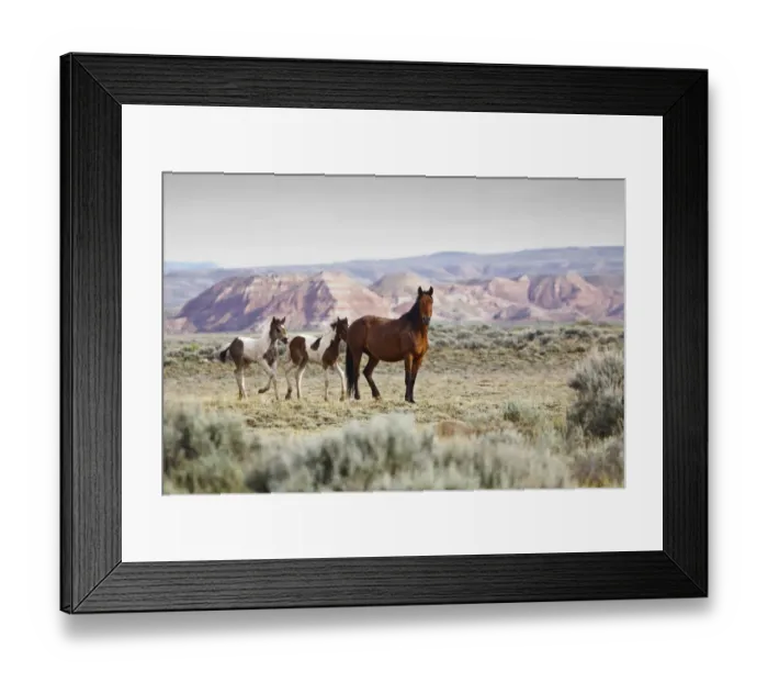 Framed Print : Wild horses Equus caballus Mare with colts on sagebrush Artemisia tridentata priaire of Cody, Wyoming, USA Framed Print : Wild horses Equus caballus Mare with colts on sagebrush Artemisia tridentata priaire of Cody, Wyoming, USA