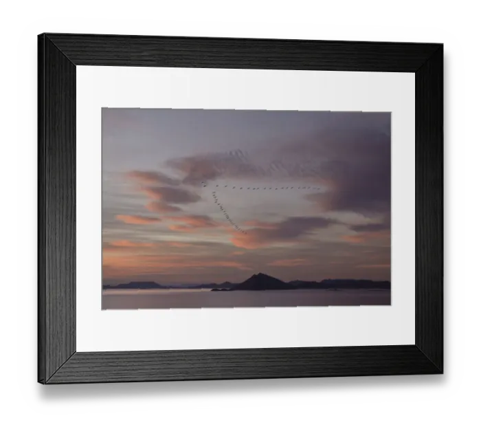 Framed Print : color image, photography, no people, horizontal, outdoors, sunset, flying, large group of animals Framed Print : color image, photography, no people, horizontal, outdoors, sunset, flying, large group of animals