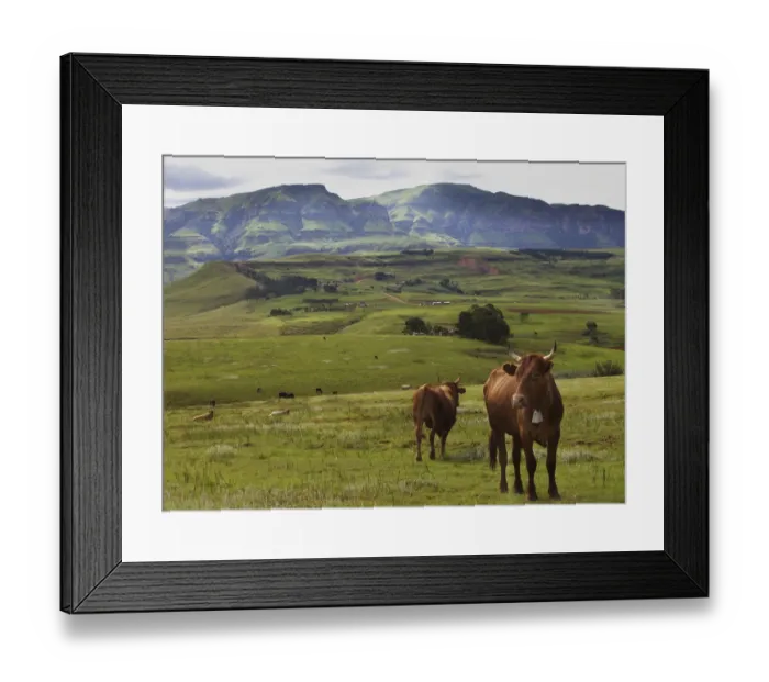 Framed Print : color image, photography, no people, horizontal, outdoors, day, large group of animals Framed Print : color image, photography, no people, horizontal, outdoors, day, large group of animals