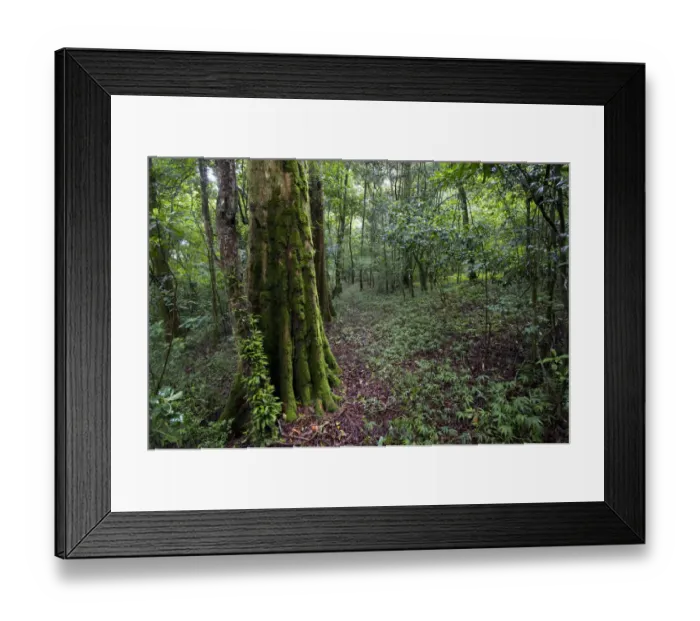 Framed Print : color image, photography, no people, horizontal, outdoors, day, growth, non urban scene Framed Print : color image, photography, no people, horizontal, outdoors, day, growth, non urban scene
