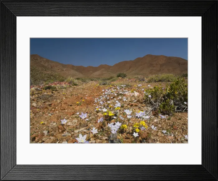 Framed Print : color image, photography, multi colored, south africa, desert, wildflower, landscape