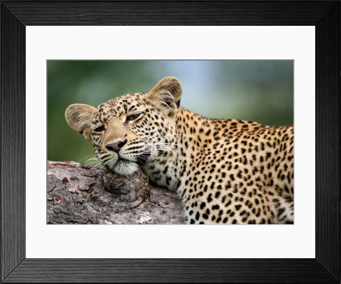 Framed Print : branch, day, horizontal, landscape, leopard, nature, no people, non-urban scene, panthera pardus Framed Print : branch, day, horizontal, landscape, leopard, nature, no people, non-urban scene, panthera pardus