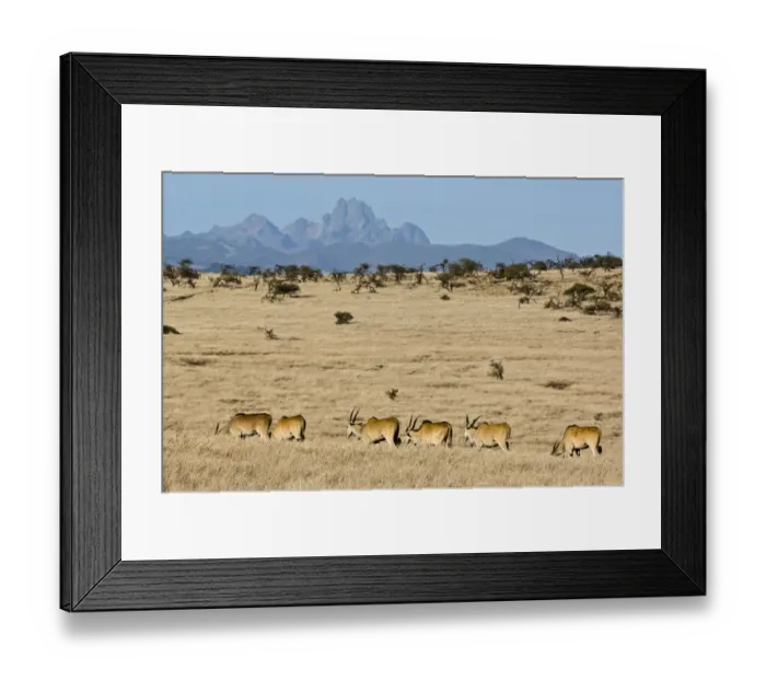 Framed Print : animal themes, animals in the wild, clear sky, colour image, day, daytime, eland