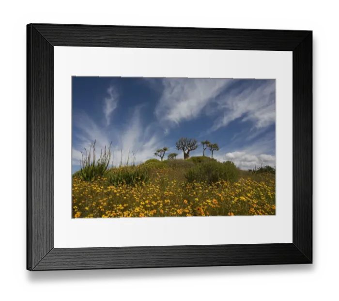 Framed Print : africa, aloe, arid, blue, bright, brightness, carefree, clanwilliam, clouds, colour image Framed Print : africa, aloe, arid, blue, bright, brightness, carefree, clanwilliam, clouds, colour image