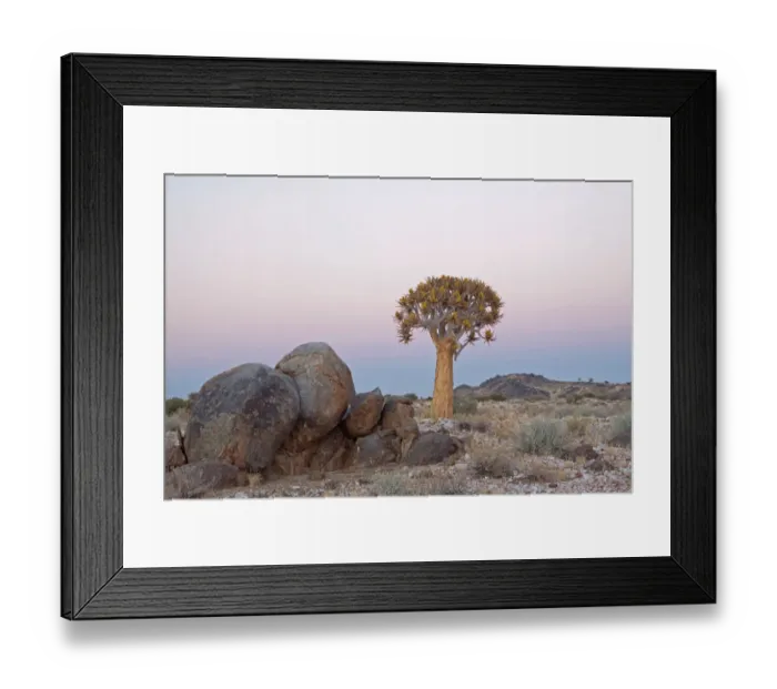 Framed Print : aloe dichotoma, arid, beauty in nature, botany, clear sky, colour image, copy space Framed Print : aloe dichotoma, arid, beauty in nature, botany, clear sky, colour image, copy space