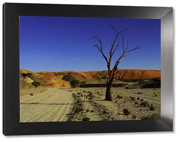 arid, day, dead tree, dunes, horizontal, landscape, namibia, nature, no people, non-urban scene