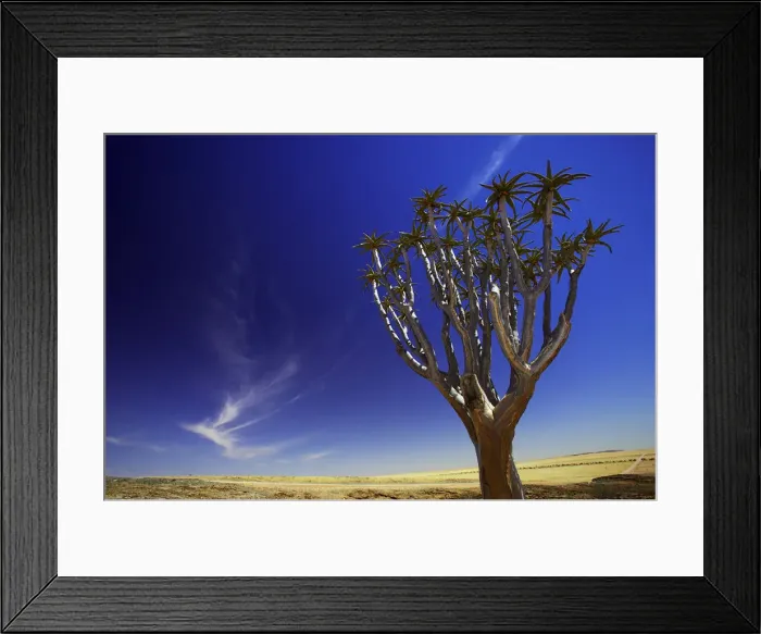 Framed Print : aloe dichotoma, day, horizontal, kokerboom, landscape, nature, no people, non-urban scene Framed Print : aloe dichotoma, day, horizontal, kokerboom, landscape, nature, no people, non-urban scene