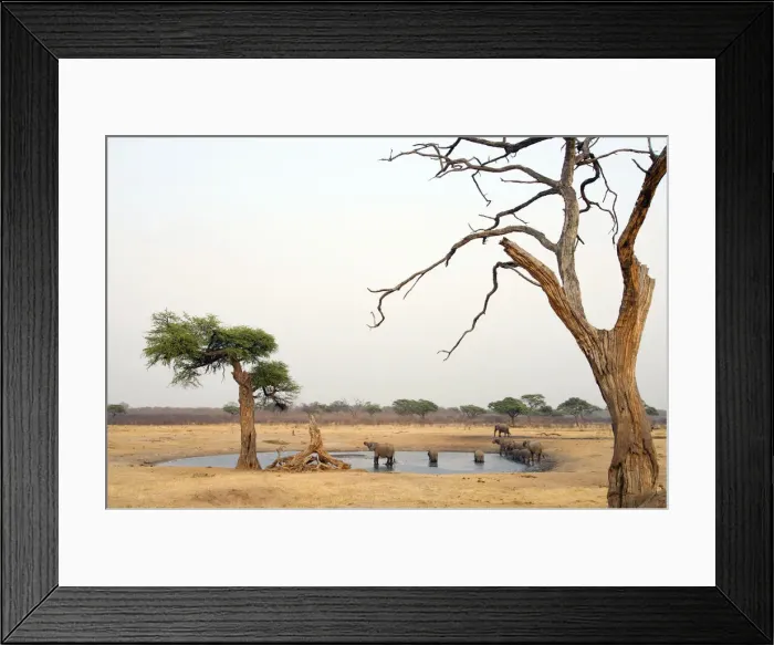 Framed Print : animals in the wild, bare tree, barren, day, elephant, horizon over land, horizontal Framed Print : animals in the wild, bare tree, barren, day, elephant, horizon over land, horizontal