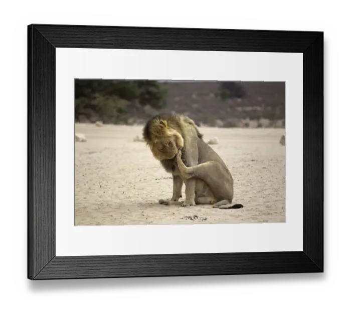 Framed Print : alone, animal, animal behavior, animal themes, animals in the wild, barren, big five Framed Print : alone, animal, animal behavior, animal themes, animals in the wild, barren, big five