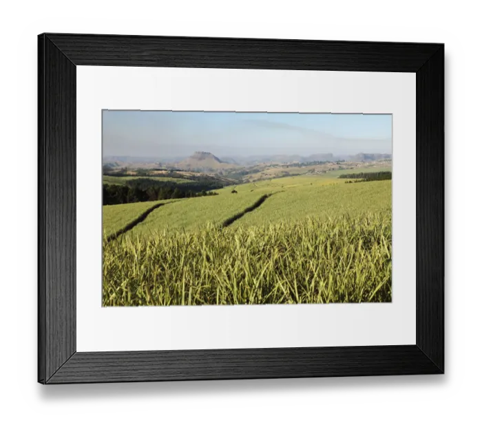 Framed Print : agriculture, beauty in nature, colour image, day, daytime, freshness, growth, horizontal Framed Print : agriculture, beauty in nature, colour image, day, daytime, freshness, growth, horizontal