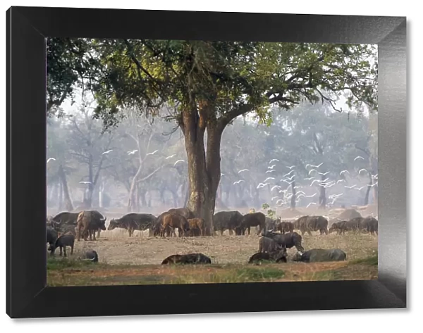 animals in the wild, buffalo, day, grazing, herd, horizontal, landscape, large group of animals