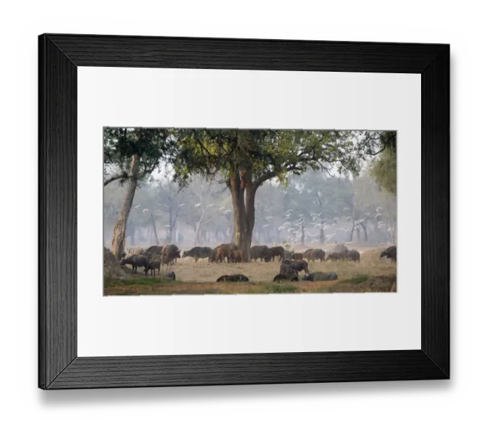 Framed Print : animals in the wild, buffalo, day, grazing, herd, horizontal, landscape, large group of animals Framed Print : animals in the wild, buffalo, day, grazing, herd, horizontal, landscape, large group of animals