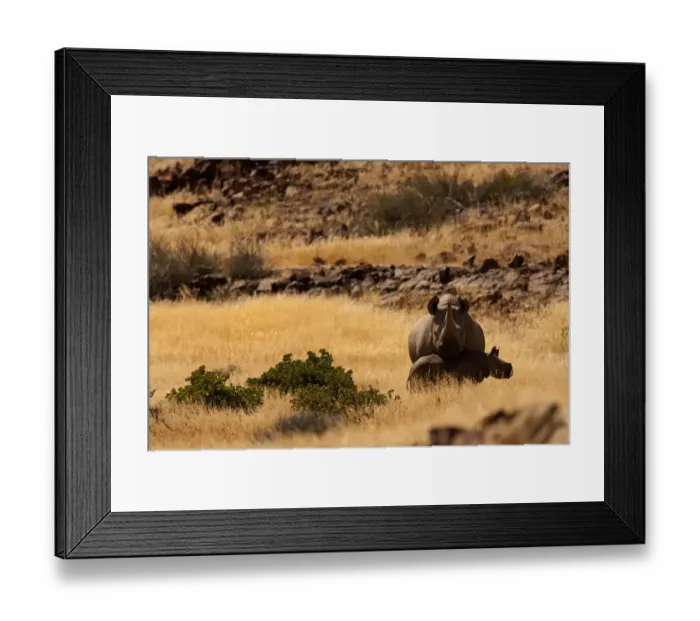 Framed Print : animal family, animal themes, animals in the wild, beauty in nature, black rhinoceros Framed Print : animal family, animal themes, animals in the wild, beauty in nature, black rhinoceros