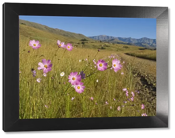 blue, color image, coloured grassland, cosmos, day, dirt road, drakensberg, flowers