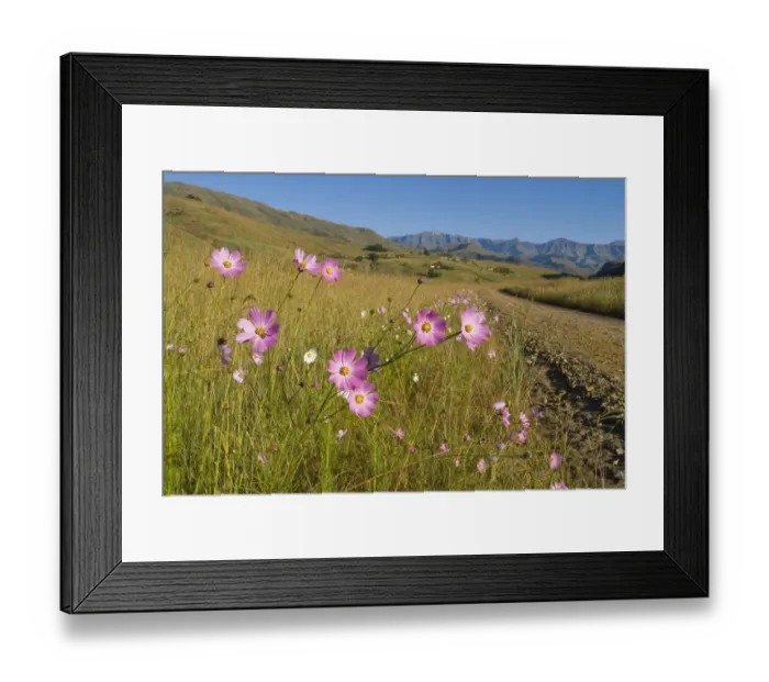 Framed Print : blue, color image, coloured grassland, cosmos, day, dirt road, drakensberg, flowers Framed Print : blue, color image, coloured grassland, cosmos, day, dirt road, drakensberg, flowers