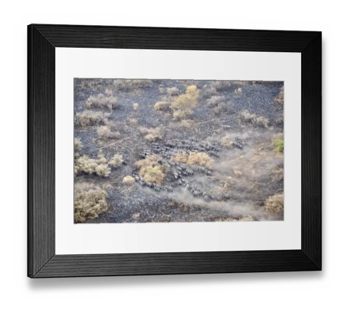 Framed Print : aerial view, african elephant, animal themes, animals in the wild, burning, danger Framed Print : aerial view, african elephant, animal themes, animals in the wild, burning, danger
