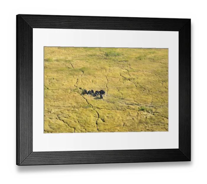 Framed Print : aerial view, african elephant, animal themes, animals in the wild, day, grassland Framed Print : aerial view, african elephant, animal themes, animals in the wild, day, grassland