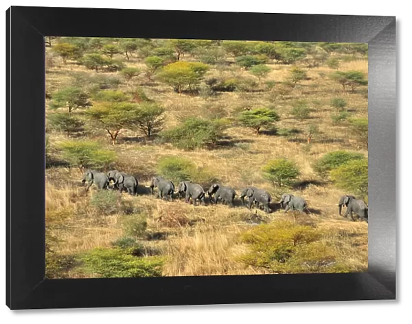 aerial view, african elephant, animal themes, animals in the wild, ayod, day, horizontal