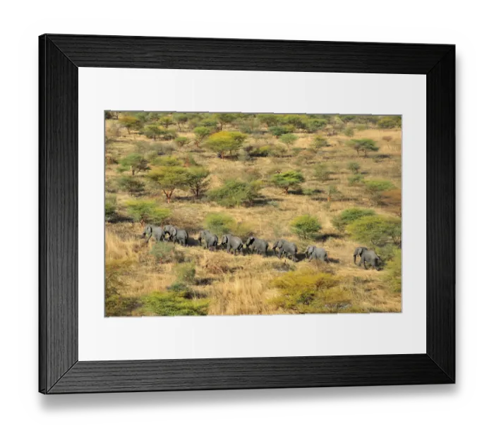 Framed Print : aerial view, african elephant, animal themes, animals in the wild, ayod, day, horizontal Framed Print : aerial view, african elephant, animal themes, animals in the wild, ayod, day, horizontal