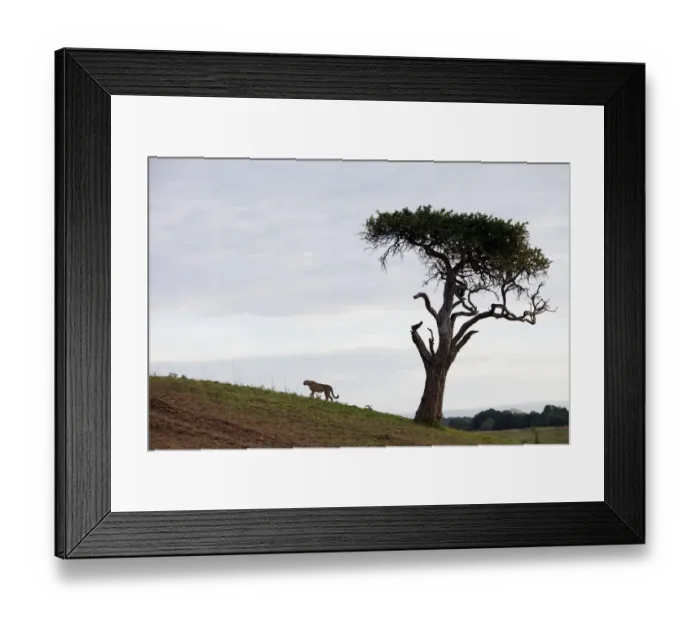 Framed Print : acinonyx jubatus, cheetah, day, full length, horizon over land, horizontal, kenya