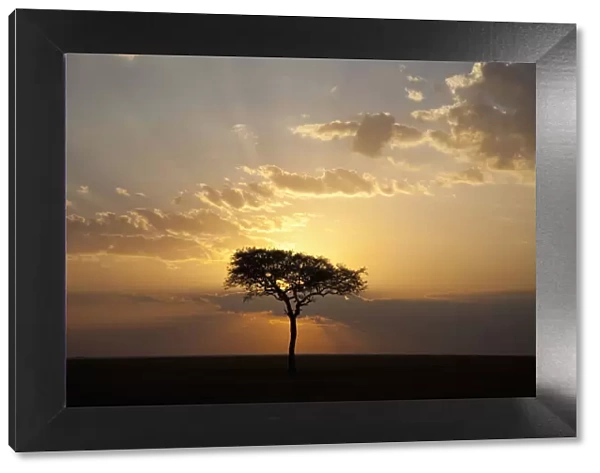 africa, backlit, beauty in nature, cloud, dusk, grass area, horizon, horizon over land