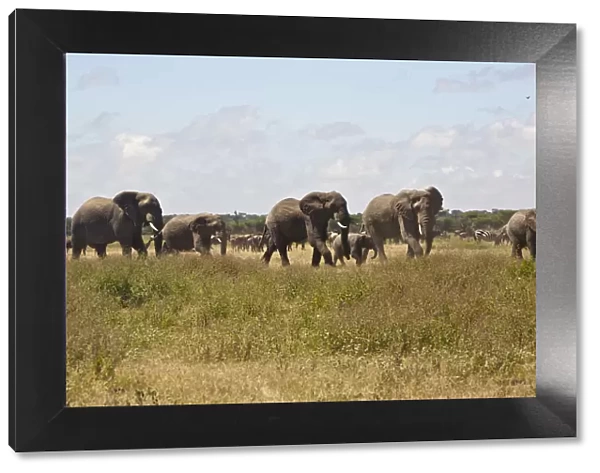 african bush elephant, animal themes, animals in the wild, beauty in nature, day