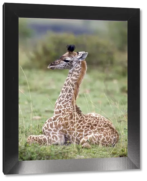 africa, animal themes, animals in the wild, beauty in nature, day, focus on foreground