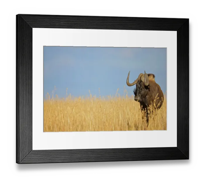 Framed Print : animal, animal themes, animals in the wild, beauty in nature, blue wildebeest, clear sky Framed Print : animal, animal themes, animals in the wild, beauty in nature, blue wildebeest, clear sky