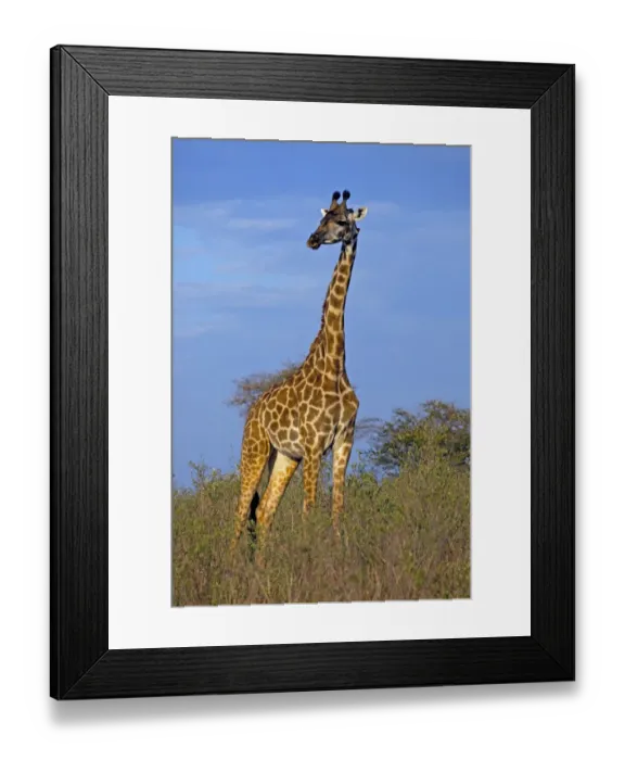 Framed Print : africa, animal themes, animals in the wild, beauty in nature, bush, day, flora, full length Framed Print : africa, animal themes, animals in the wild, beauty in nature, bush, day, flora, full length